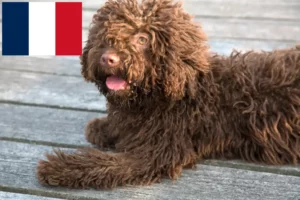 Scopri di più sull'articolo Allevatori di Perro de Agua Español e cuccioli in Francia