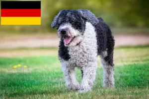 Scopri di più sull'articolo Allevatori di Perro de Agua Español e cuccioli in Germania