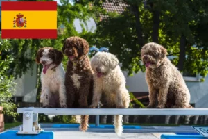 Scopri di più sull'articolo Allevatori di Perro de Agua Español e cuccioli in Spagna