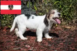 Scopri di più sull'articolo Allevatori di Petit Basset Griffon Vendéen e cuccioli in Austria