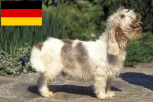 Scopri di più sull'articolo Allevatori e cuccioli di Petit Basset Griffon Vendéen in Germania