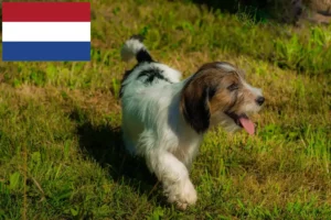 Scopri di più sull'articolo Allevatori di Petit Basset Griffon Vendéen e cuccioli in Olanda