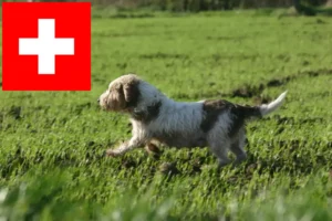 Scopri di più sull'articolo Allevatori di Petit Basset Griffon Vendéen e cuccioli in Svizzera