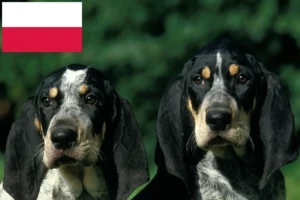 Scopri di più sull'articolo Allevatori e cuccioli di Petit Bleu de Gascogne in Polonia
