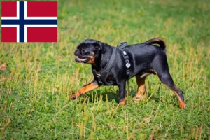 Scopri di più sull'articolo Allevatori di Petit Brabançon e cuccioli in Norvegia