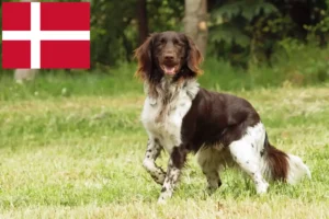 Scopri di più sull'articolo Piccolo allevatore di Münsterländer e cuccioli in Danimarca