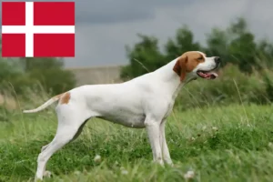 Scopri di più sull'articolo Allevatori e cuccioli di Pointer inglese in Danimarca