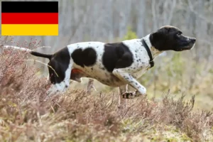 Scopri di più sull'articolo Allevatori e cuccioli di Pointer Inglese in Germania