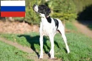 Scopri di più sull'articolo Allevatori di Pointer inglesi e cuccioli in Russia