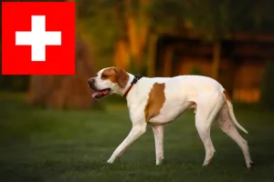 Scopri di più sull'articolo Allevatori di Pointer inglesi e cuccioli in Svizzera