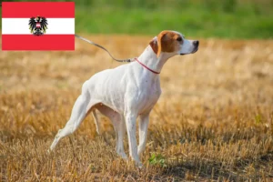 Scopri di più sull'articolo Allevatori di Pointer inglesi e cuccioli in Austria