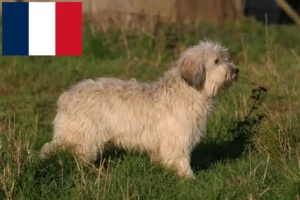 Scopri di più sull'articolo Allevatori e cuccioli PON in Francia