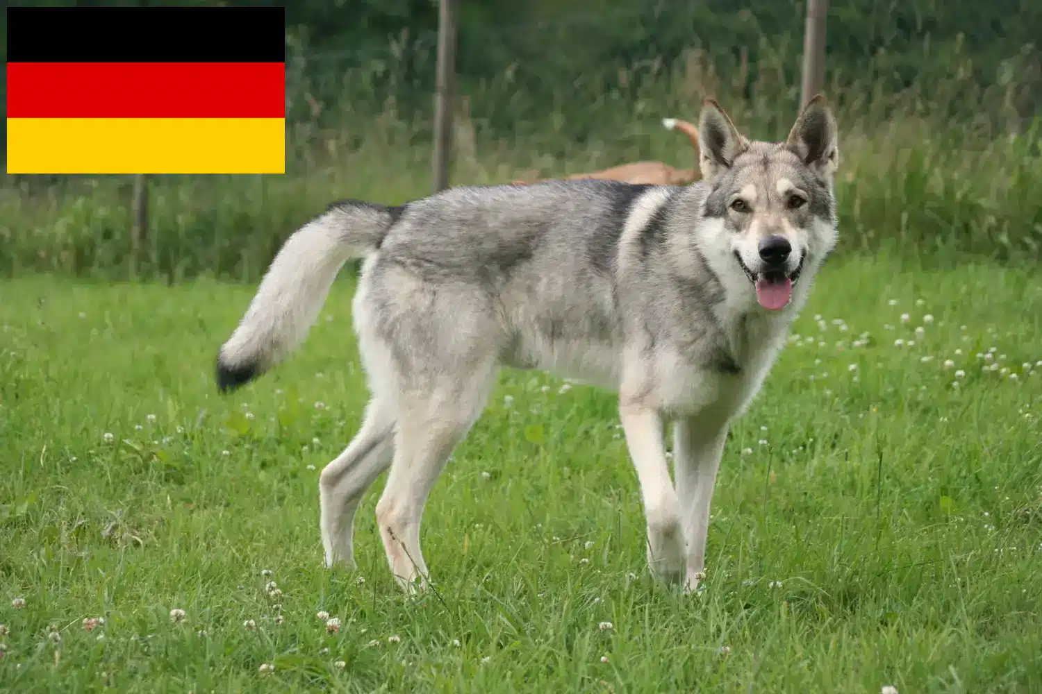 Scopri di più sull'articolo Allevamenti e cuccioli di Saarloos Wolfhound in Germania
