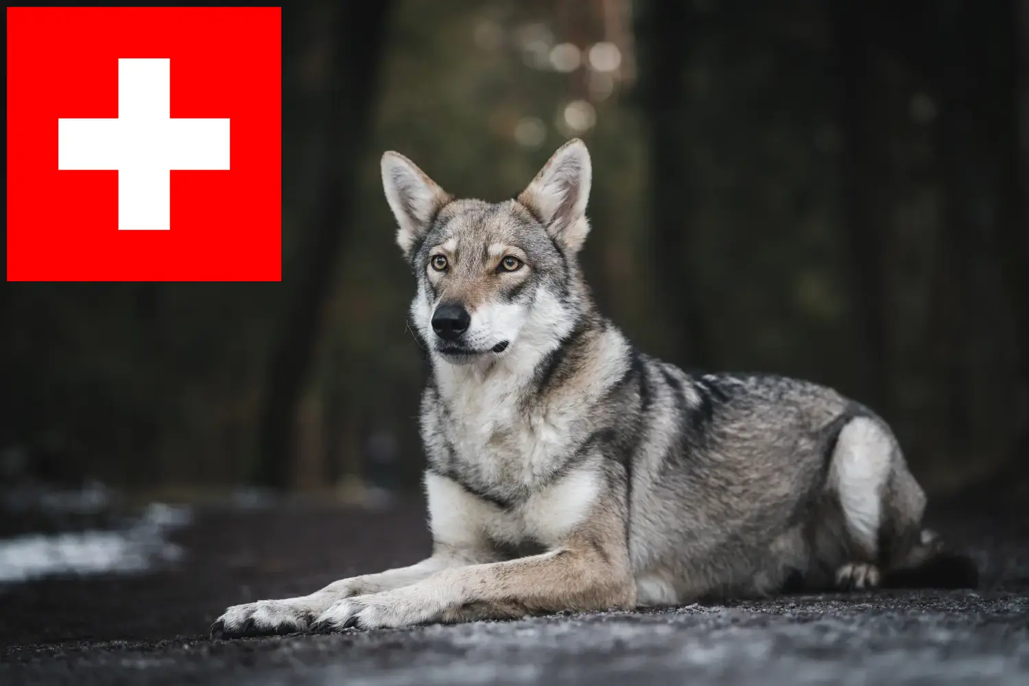 Scopri di più sull'articolo Allevatori di cani lupo Saarloos e cuccioli in Svizzera