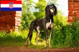 Scopri di più sull'articolo Allevatori di Saluki e cuccioli in Croazia