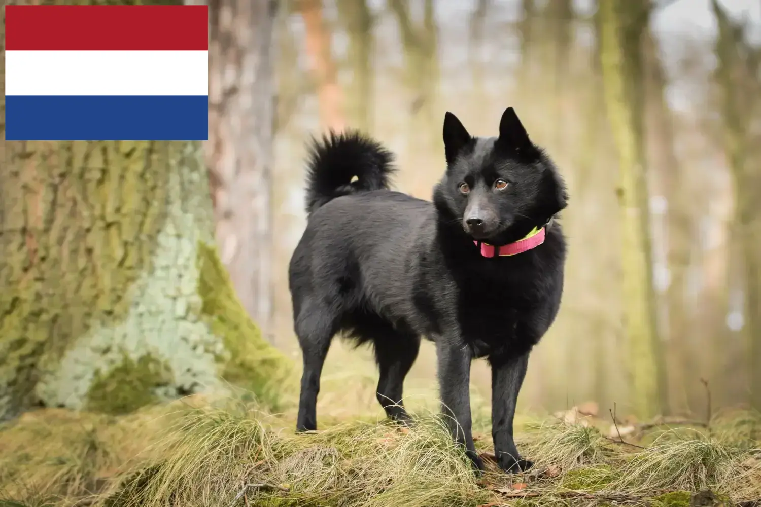 Scopri di più sull'articolo Allevatori di Schipperke e cuccioli in Olanda