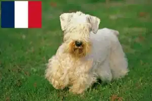 Scopri di più sull'articolo Allevatori di Sealyham Terrier e cuccioli in Francia