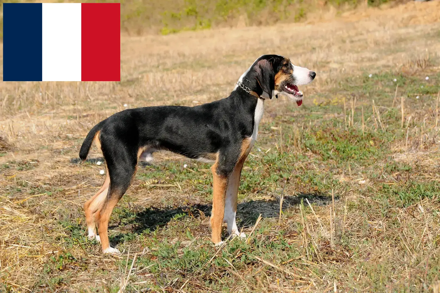 Scopri di più sull'articolo Allevatori di Segugio Maremmano e cuccioli in Francia