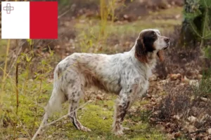 Scopri di più sull'articolo Allevatori di Setter Inglese e cuccioli a Malta