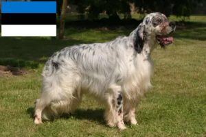 Scopri di più sull'articolo Allevatori di Setter Inglese e cuccioli in Estonia