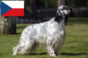 Scopri di più sull'articolo Allevatori di Setter Inglese e cuccioli in Repubblica Ceca
