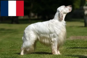 Scopri di più sull'articolo Allevatori di Setter Inglese e cuccioli in Francia