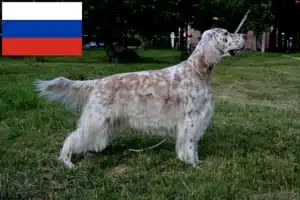 Scopri di più sull'articolo Allevatori di Setter Inglese e cuccioli in Russia