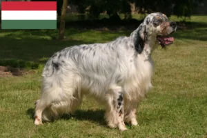 Scopri di più sull'articolo Allevatori di Setter Inglese e cuccioli in Ungheria