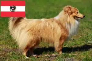 Scopri di più sull'articolo Allevatori di Sheltie e cuccioli in Austria