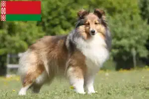 Scopri di più sull'articolo Allevatori e cuccioli di Sheltie in Bielorussia