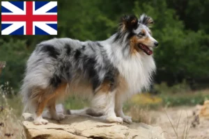 Scopri di più sull'articolo Allevatori di Sheltie e cuccioli in Gran Bretagna