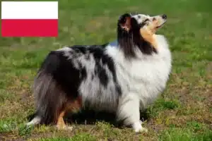 Scopri di più sull'articolo Allevatori di Sheltie e cuccioli in Polonia