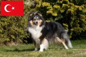 Scopri di più sull'articolo Allevatori e cuccioli di Sheltie in Turchia