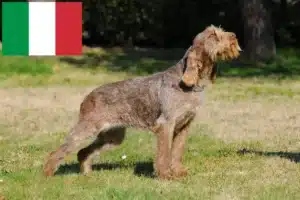 Scopri di più sull'articolo Allevatori di Spinone Italiano e cuccioli in Italia