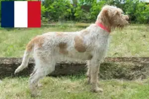 Scopri di più sull'articolo Allevatori di Spinone Italiano e cuccioli in Francia