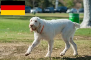 Scopri di più sull'articolo Allevatori di Spinone Italiano e cuccioli in Germania