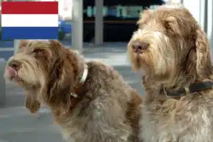 Scopri di più sull'articolo Allevatori di Spinone Italiano e cuccioli in Olanda