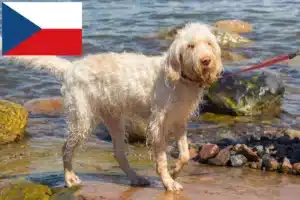 Scopri di più sull'articolo Allevatori di Spinone Italiano e cuccioli in Repubblica Ceca