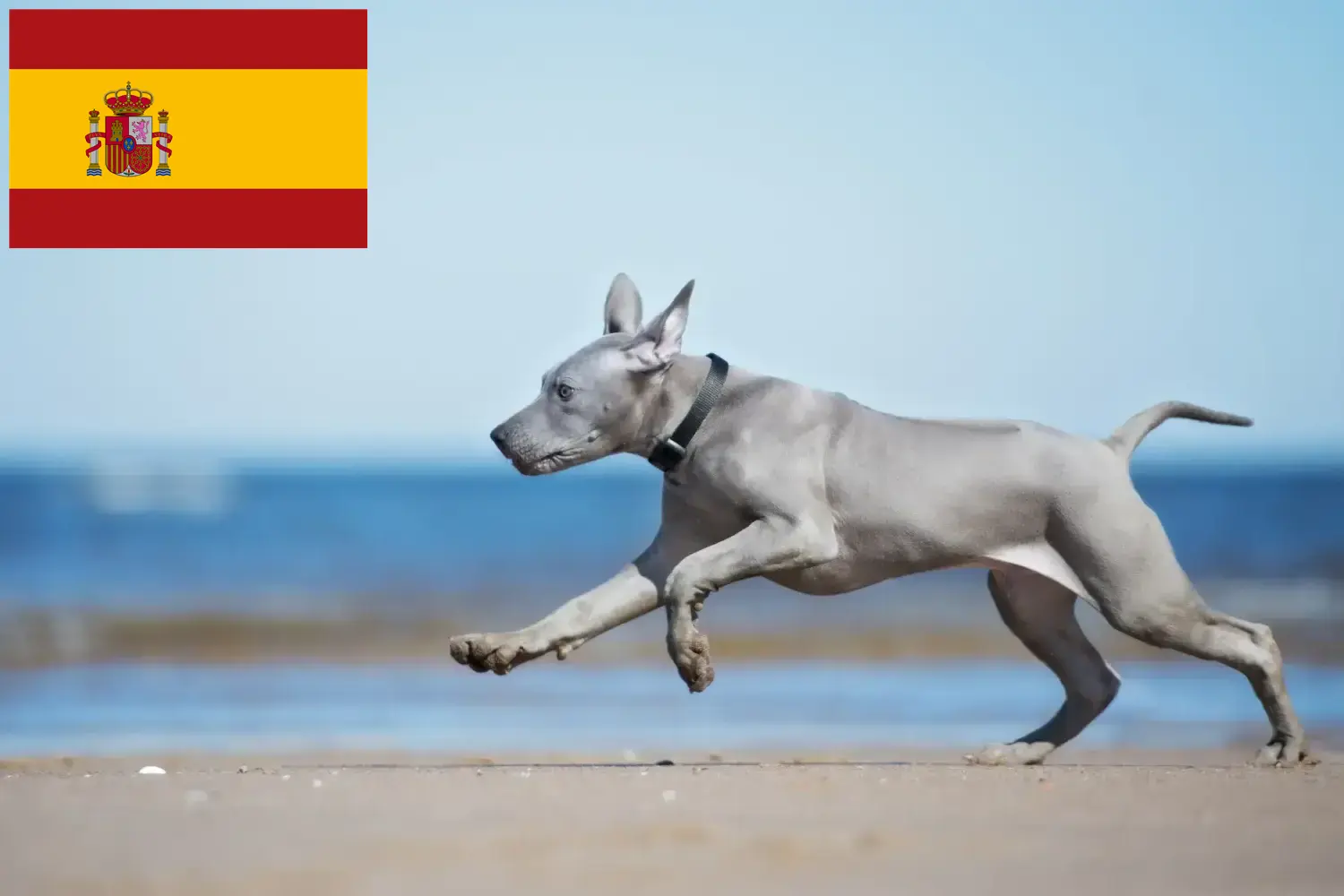 Scopri di più sull'articolo Allevatori di Thai Ridgeback e cuccioli in Spagna