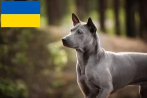 Scopri di più sull'articolo Allevatori di Thai Ridgeback e cuccioli in Ucraina