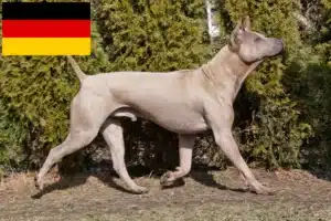 Scopri di più sull'articolo Allevatori di Thai Ridgeback e cuccioli in Germania