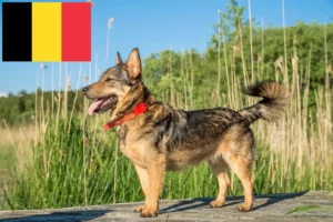 Scopri di più sull'articolo Allevatori di Västgötaspets e cuccioli in Belgio