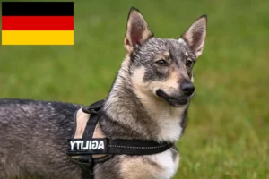 Scopri di più sull'articolo Allevatori di Västgötaspets e cuccioli in Germania