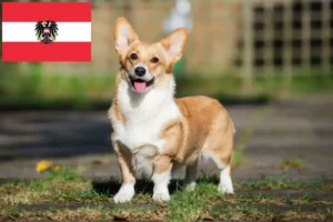 Scopri di più sull'articolo Allevatori di Welsh Corgi e cuccioli in Austria