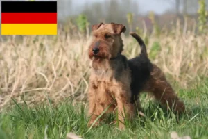 Scopri di più sull'articolo Allevatori di Welsh Terrier e cuccioli in Germania