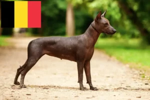 Scopri di più sull'articolo Allevatori e cuccioli di Xolo in Belgio