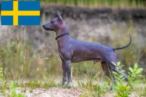 Scopri di più sull'articolo Allevatori di Xolo e cuccioli in Svezia