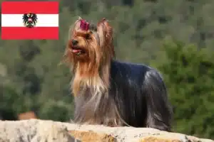 Scopri di più sull'articolo Allevatori di Yorkshire Terrier e cuccioli in Austria