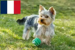 Scopri di più sull'articolo Allevatori di Yorkshire Terrier e cuccioli in Francia