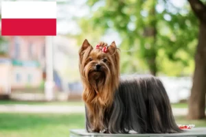 Scopri di più sull'articolo Allevatori di Yorkshire Terrier e cuccioli in Polonia